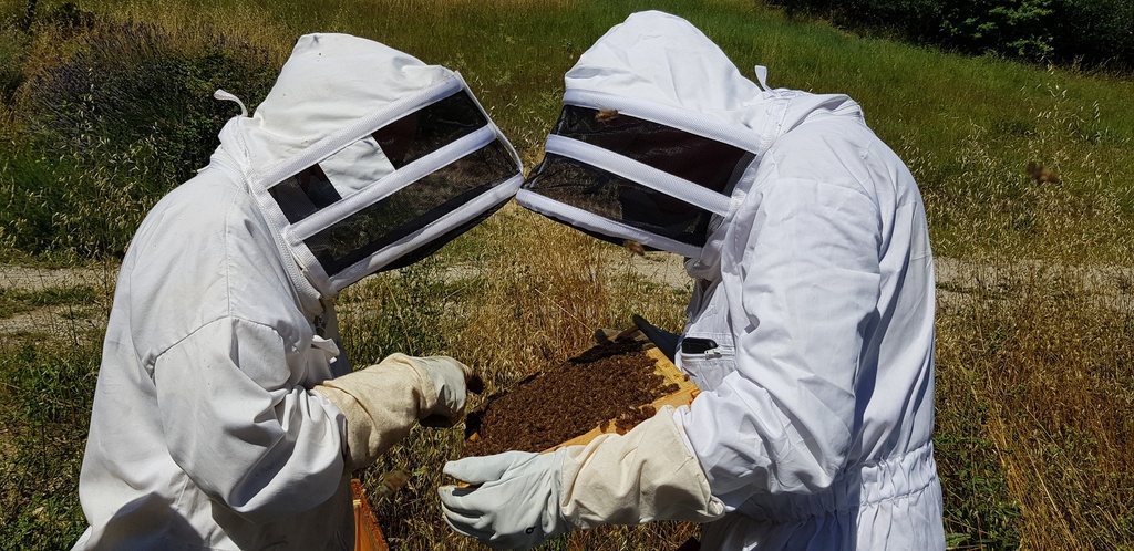 Stage intensif d’initiation à l’apiculture