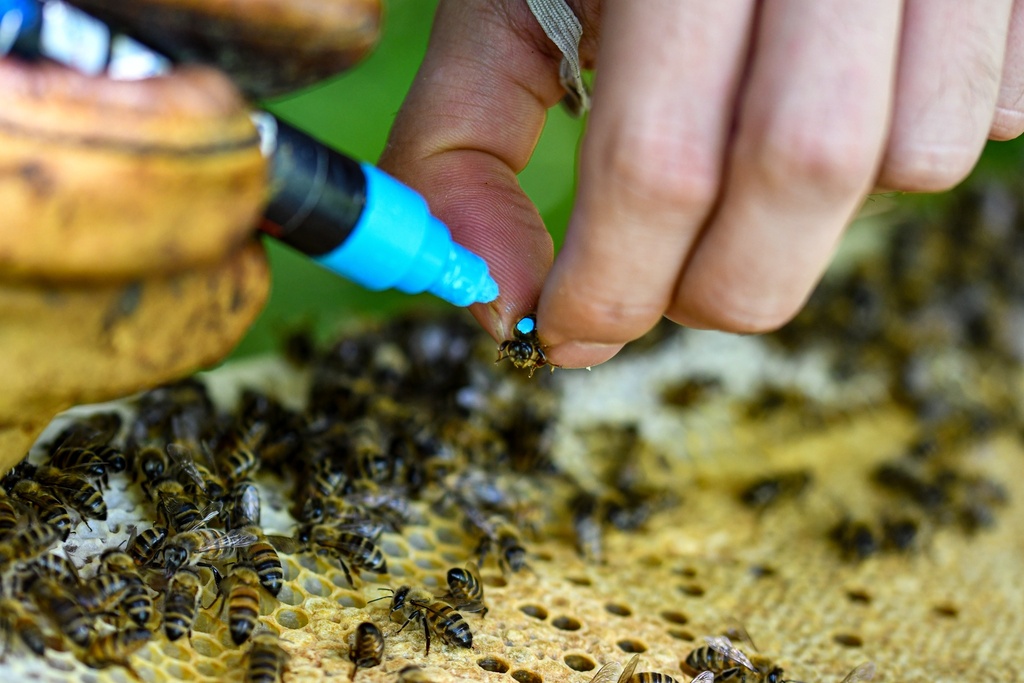 3 reines fécondées marquées avec accompagnatrices