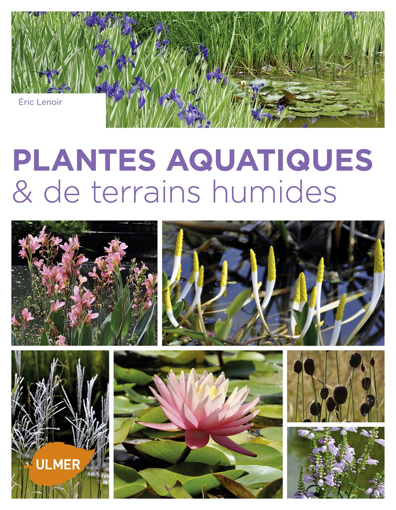 Plantes aquatiques et terrains humides