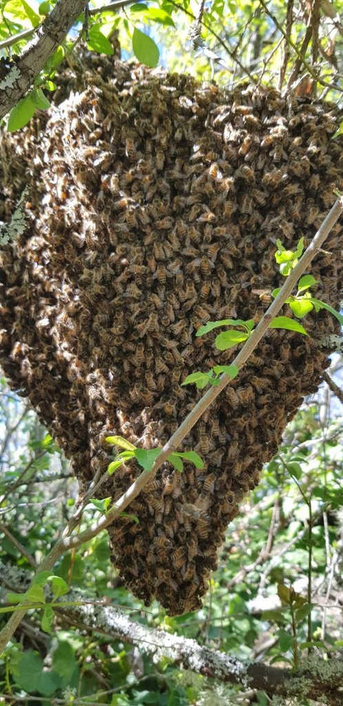 Essaim de printemps 2026