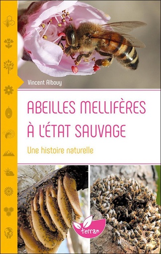 [L - 0233] Abeilles méllifères à l'état sauvage